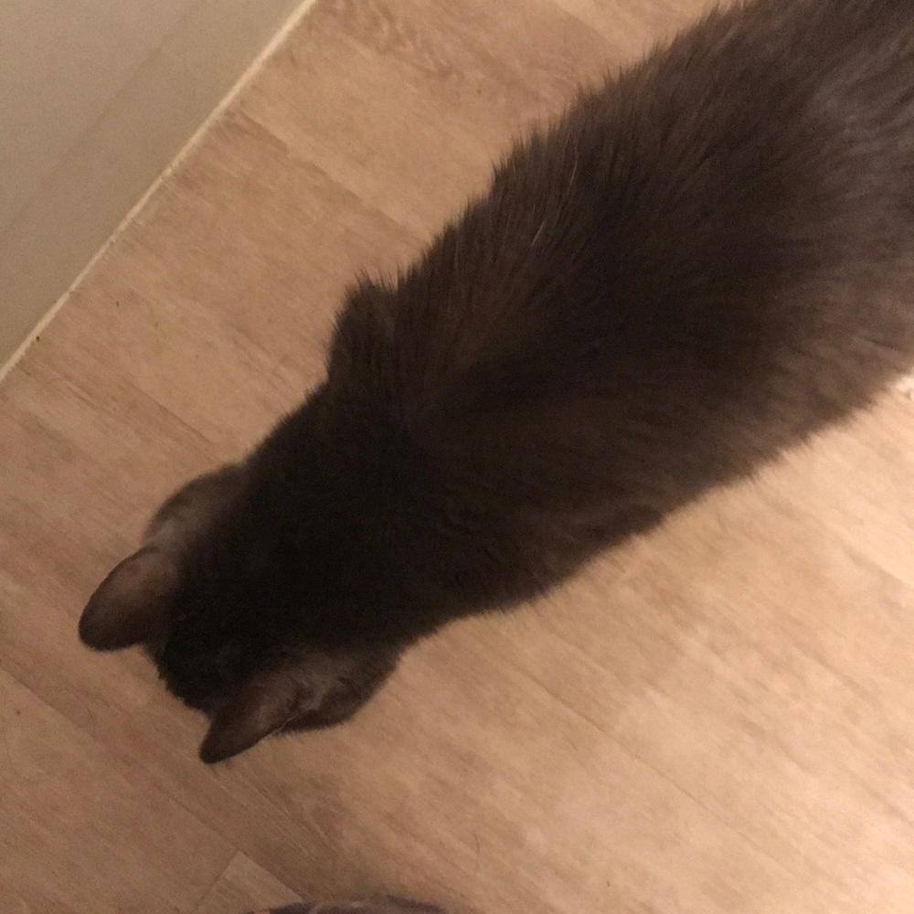 Meet your Posher, Gina